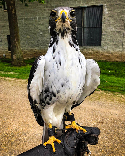 Beautiful Quincy on our Bespoke Anklets