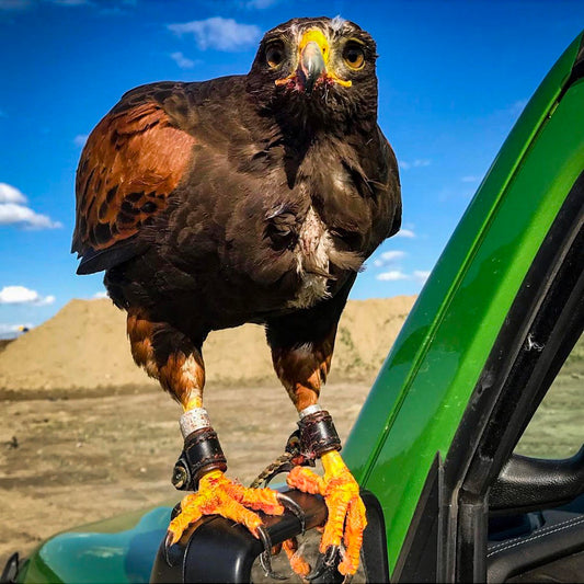 Bespoke Anklets on Aria After Hunt