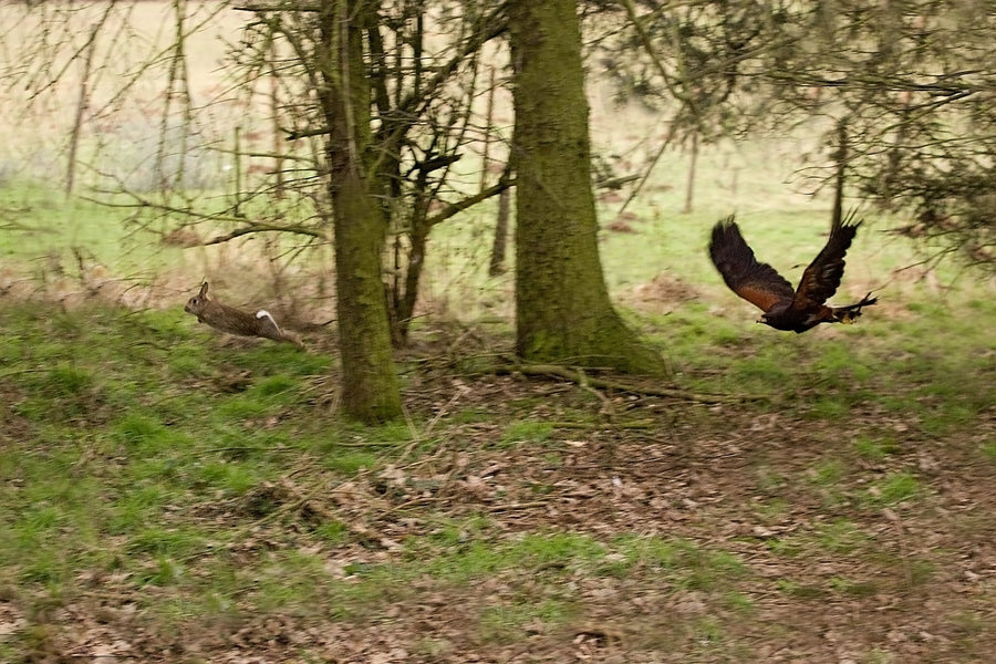 Pip, my Female Harris Hawk...