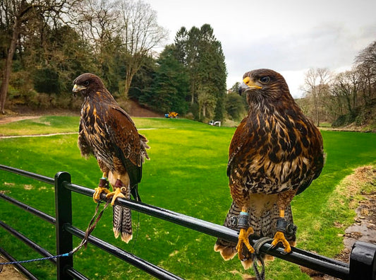 Beautiful Harris Hawks Wearing Our Bespoke Anklets
