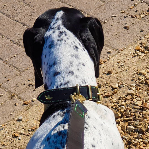 Dogs Wearing our Bespoke Dog Collars