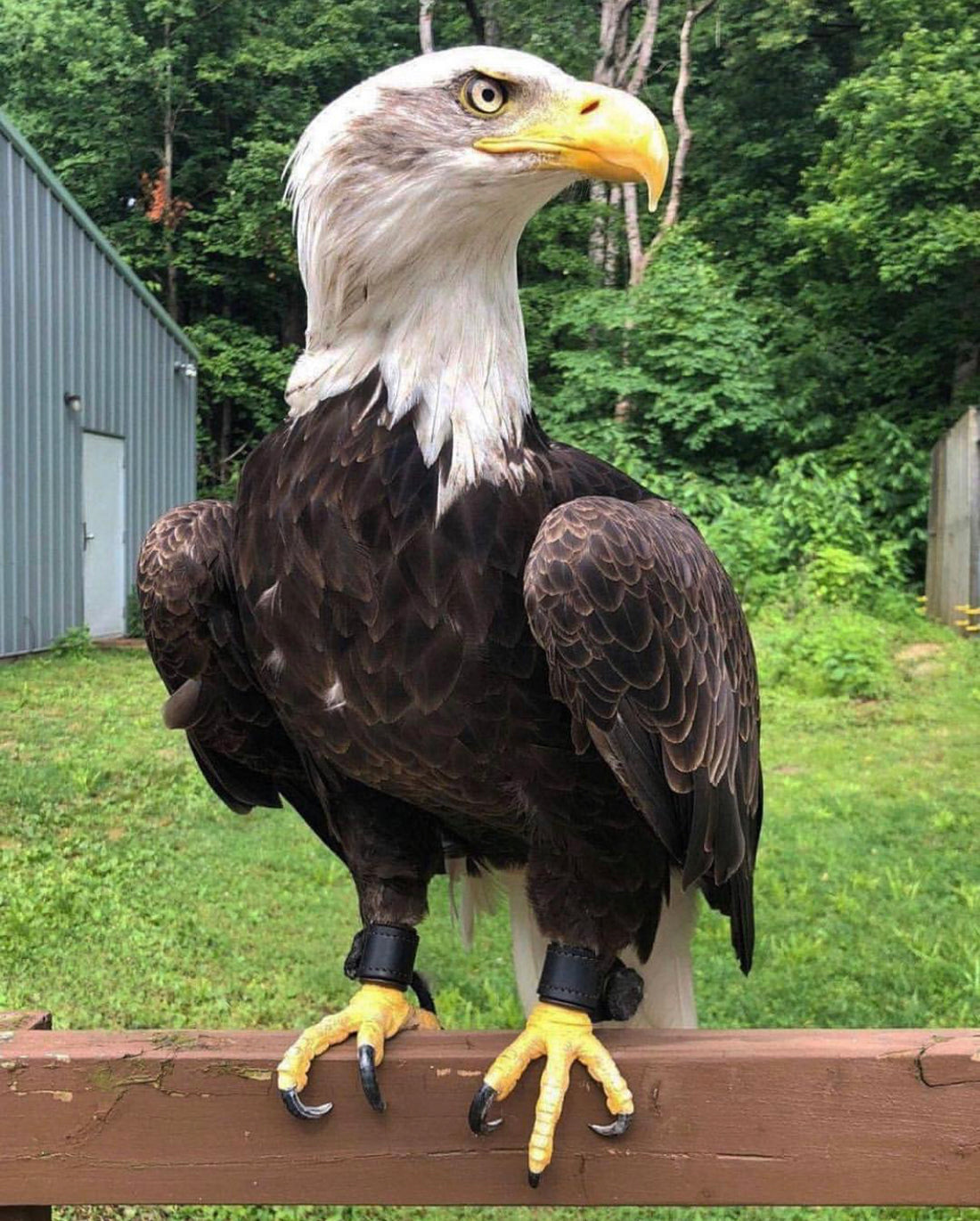 A Handsome Photo of Norbert with our Bespoke Anklets
