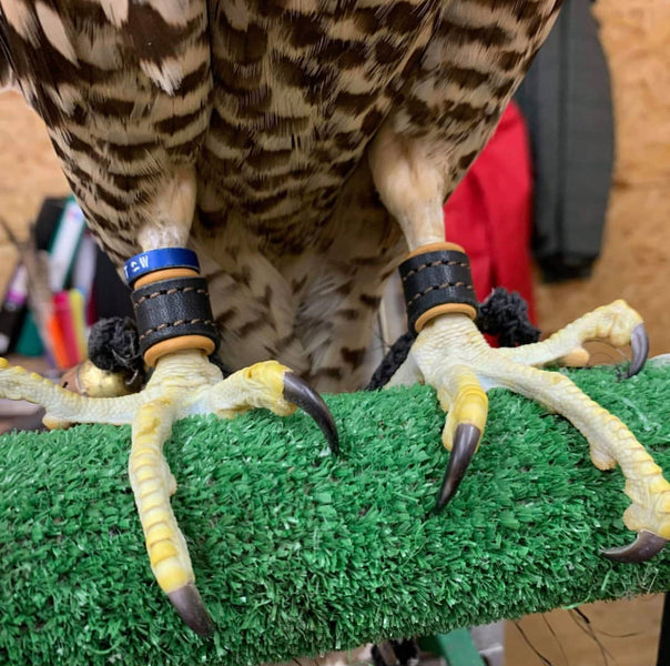 Peregrine Falcon and our Bespoke Anklets