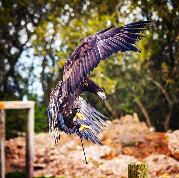 Sea Eagle Strutting in our Bespoke Anklets