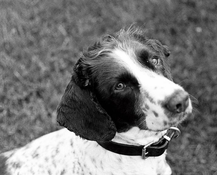 Dog Walks and our Bespoke Dog Collar