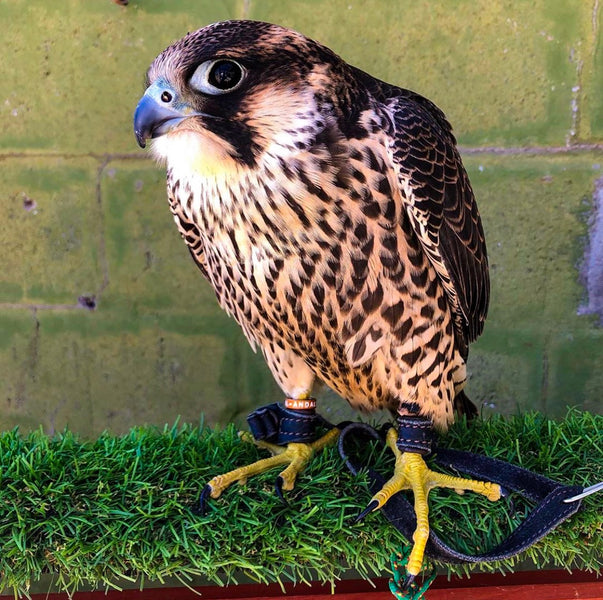 Male Peregrine in our Bespoke Anklets