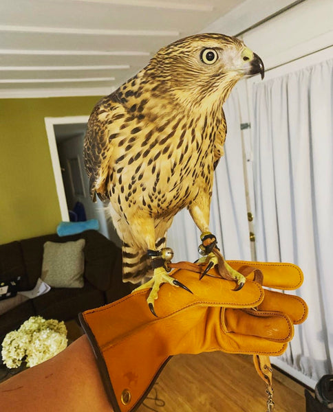 Goshawk & Bespoke Barkston Glove