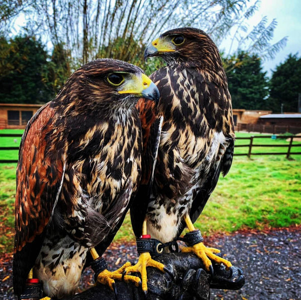 Fantastic Harris Hawks & Bespoke Anklets