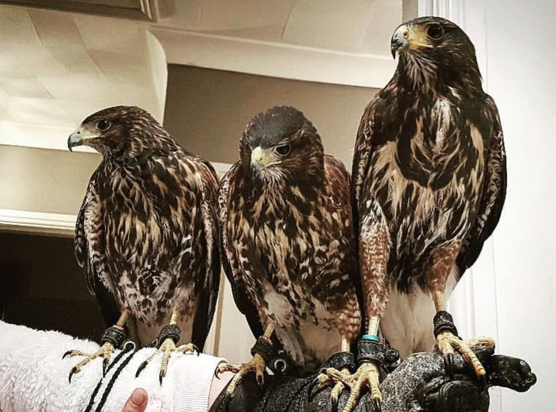 Harris Hawk Team