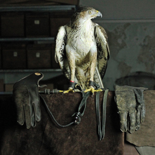 Bonelli's Eagle in the workshop...