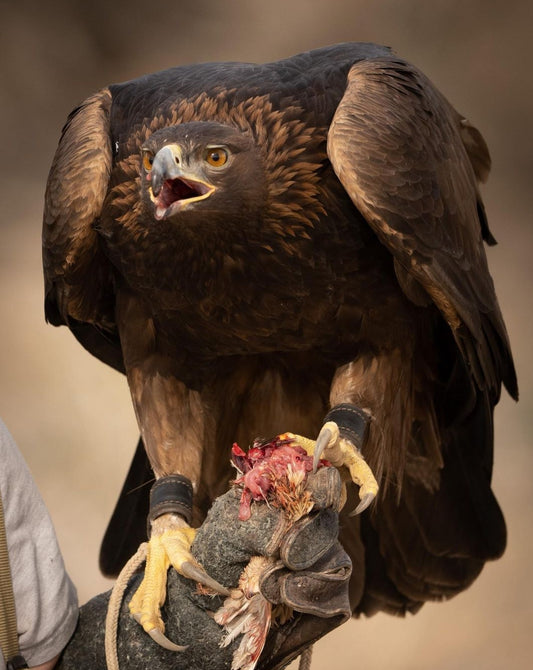 Vega, the Female Golden Eagle