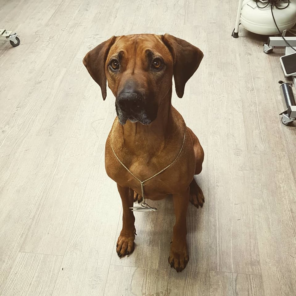 Introducing Kofi, The Workshop Dog