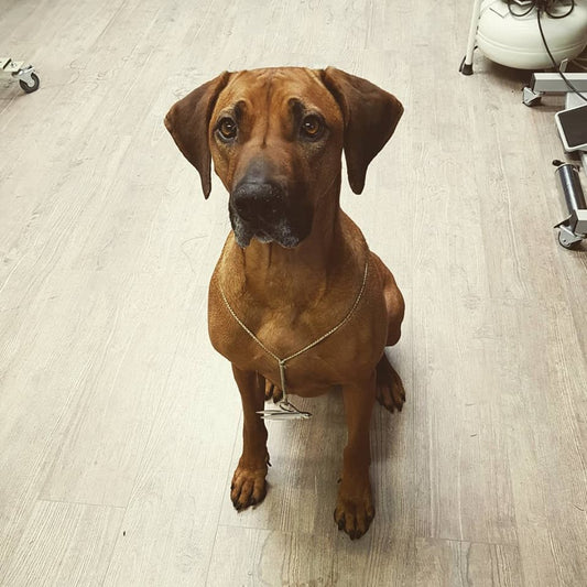 Introducing Kofi, The Workshop Dog